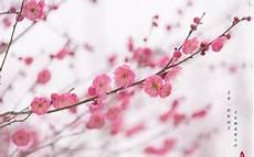 手工腊梅花树枝制作图片