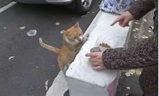 捡的流浪猫特别凶