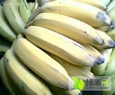 香蕉是种子植物吗